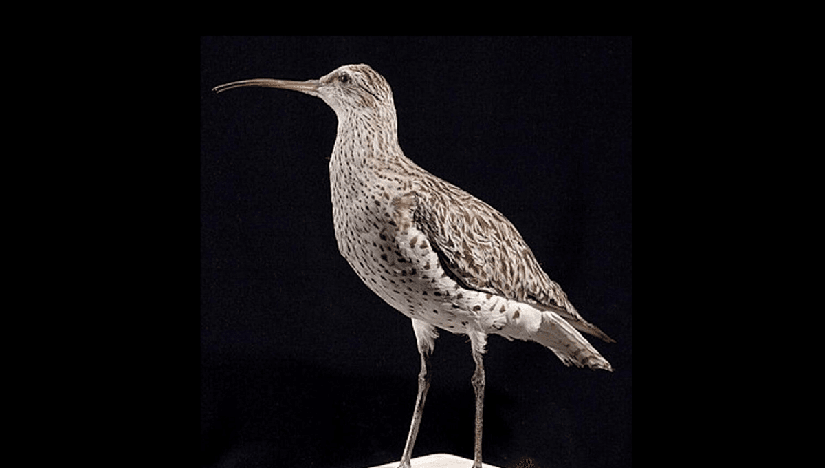 Slender-Billed Curlew, Christmas Island Shrew Among Species Declared Extinct In IUCN Red List Update