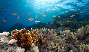 Ocean, Coral And Fish