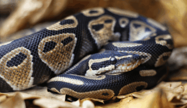 The World’s Oldest Known Snake In Captivity Became A Mom At 62 – No Dad Required