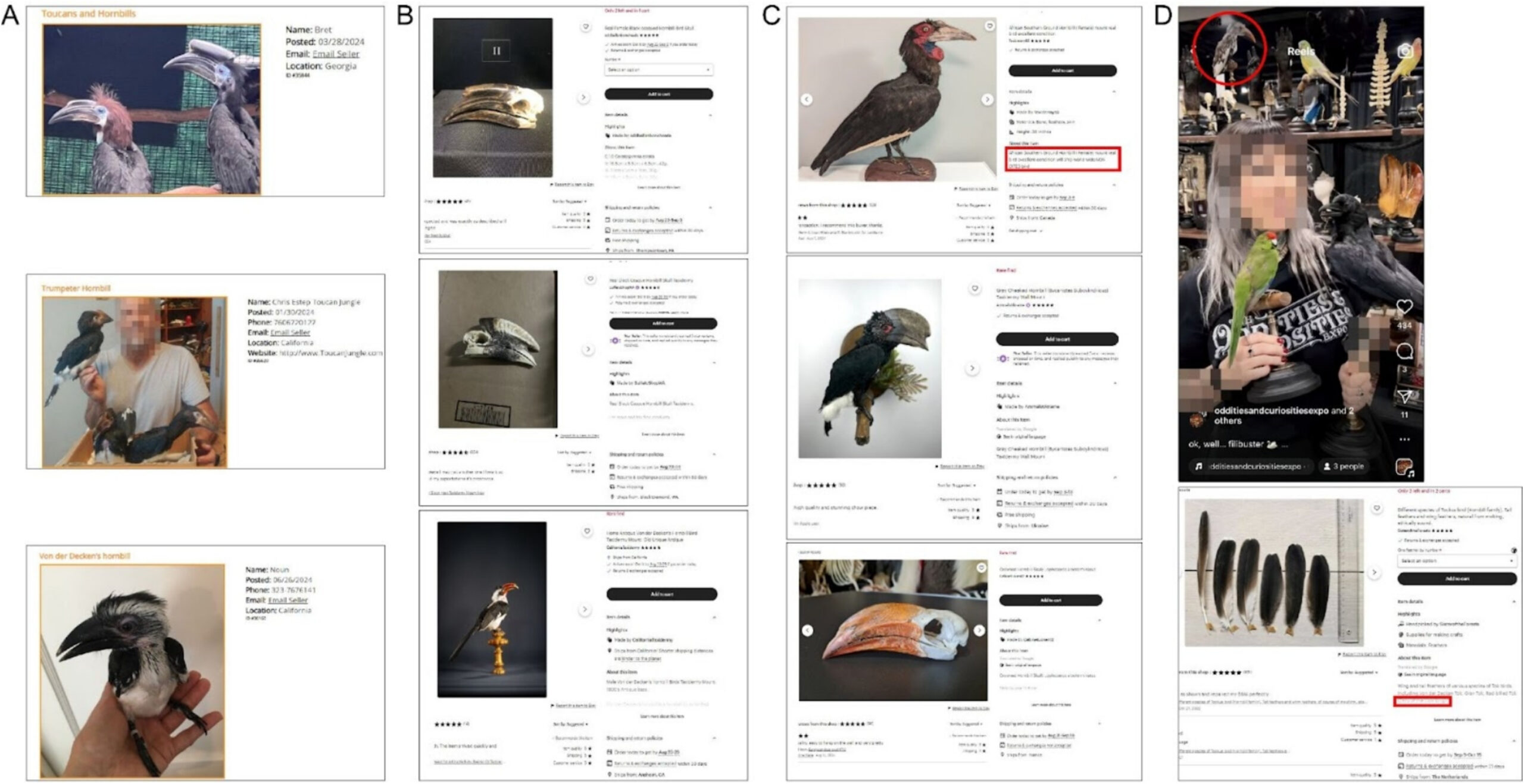 Online listing of hornbills and their parts for sale on Etsy and social media, including live birds. A 2024 study found more than 500 such listings between 2010 and 2024 on online platforms, with the majority of species originating from Africa. 