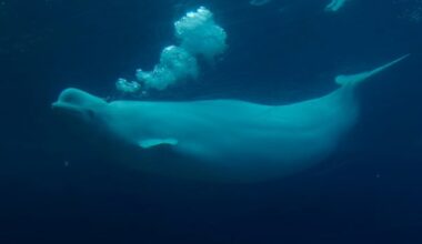Marineland says it needs money from Ottawa or its belugas will be euthanized