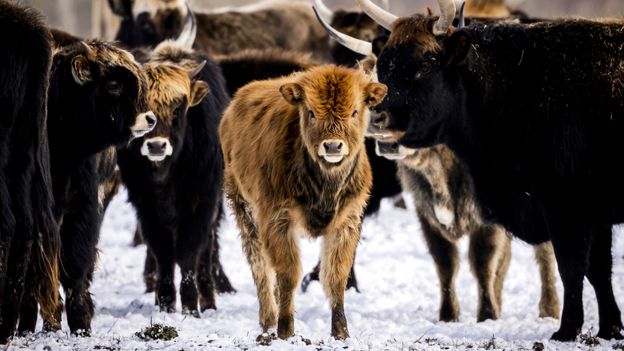 The Dutch rewilding project that took a dark turn