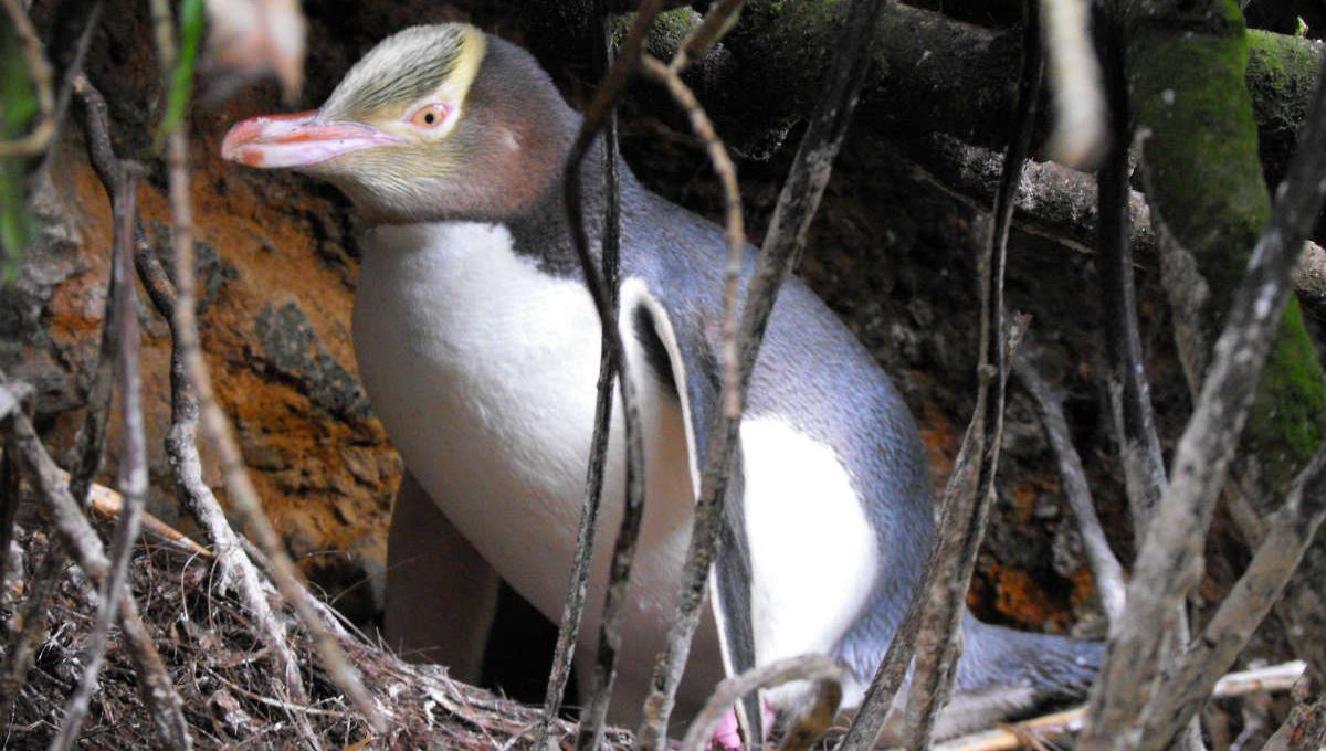The Yellow-Eyed Penguin, One Of The World's Rarest Penguins, Revealed To Have Three Subspecies