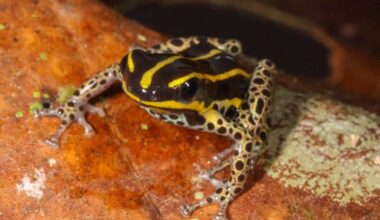 New Poison Dart Frog Species Discovered in Peru's Amazon
