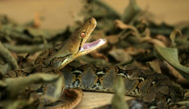A reticulated python among leaves. Photo by Pexels