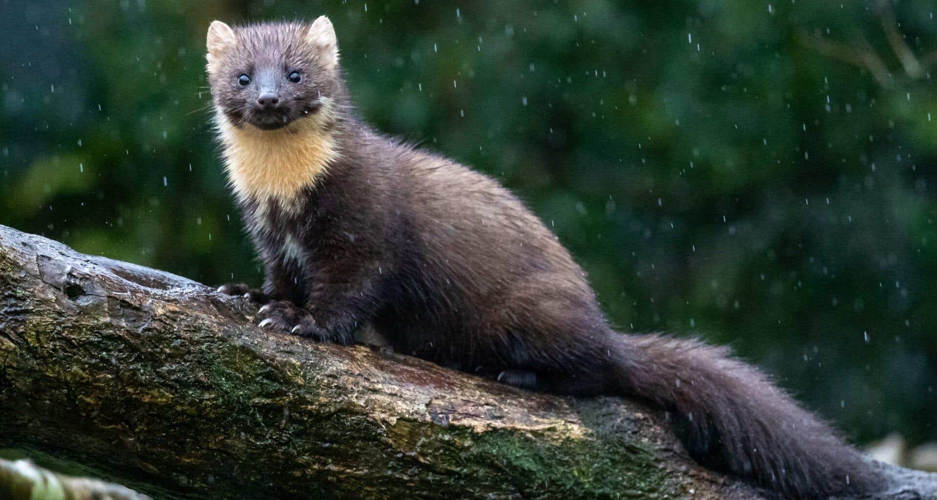 Pine Marten