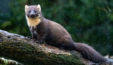 Pine Marten