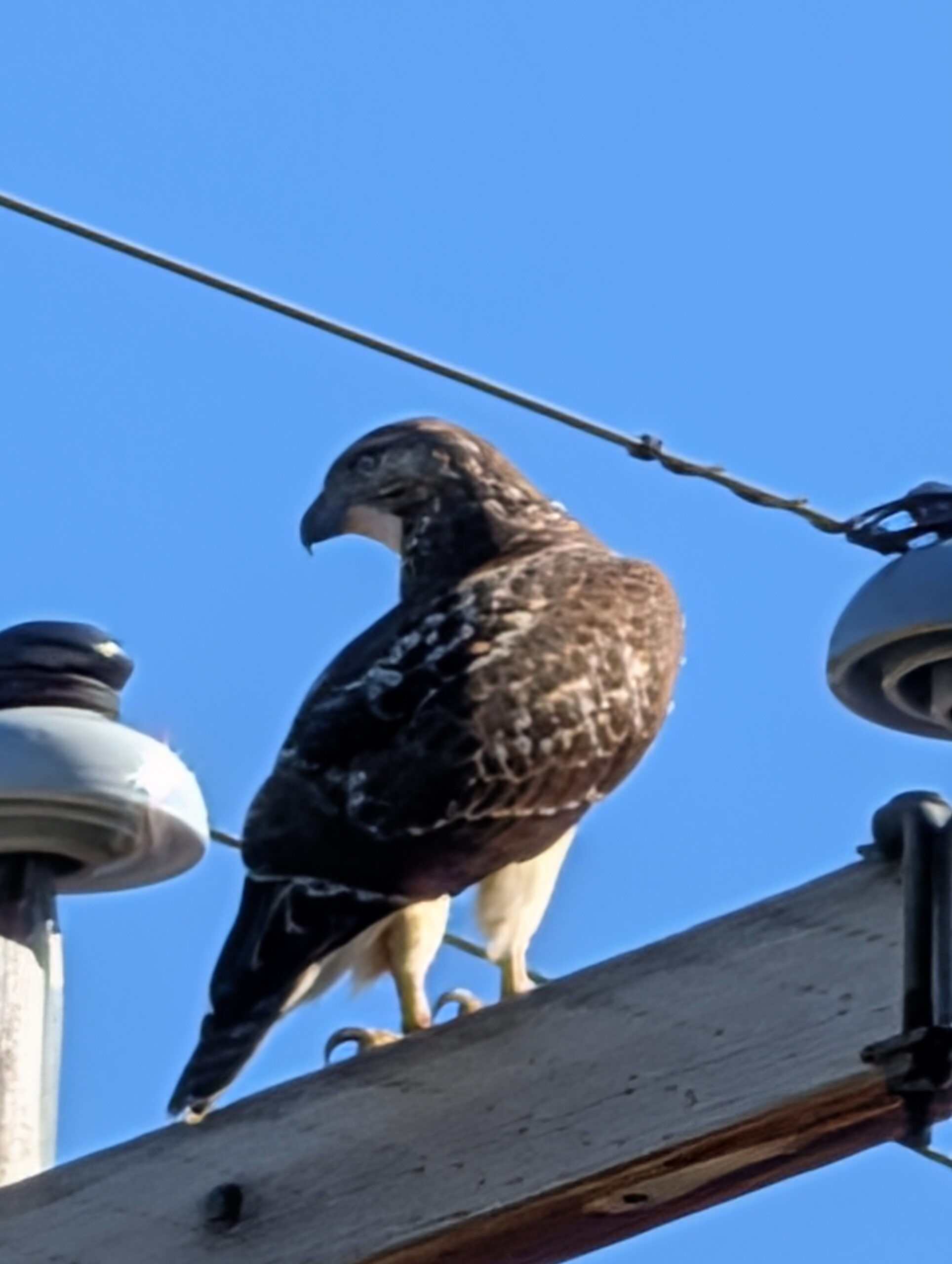 pixel 10 pro camera pro res zoom example hawk 2