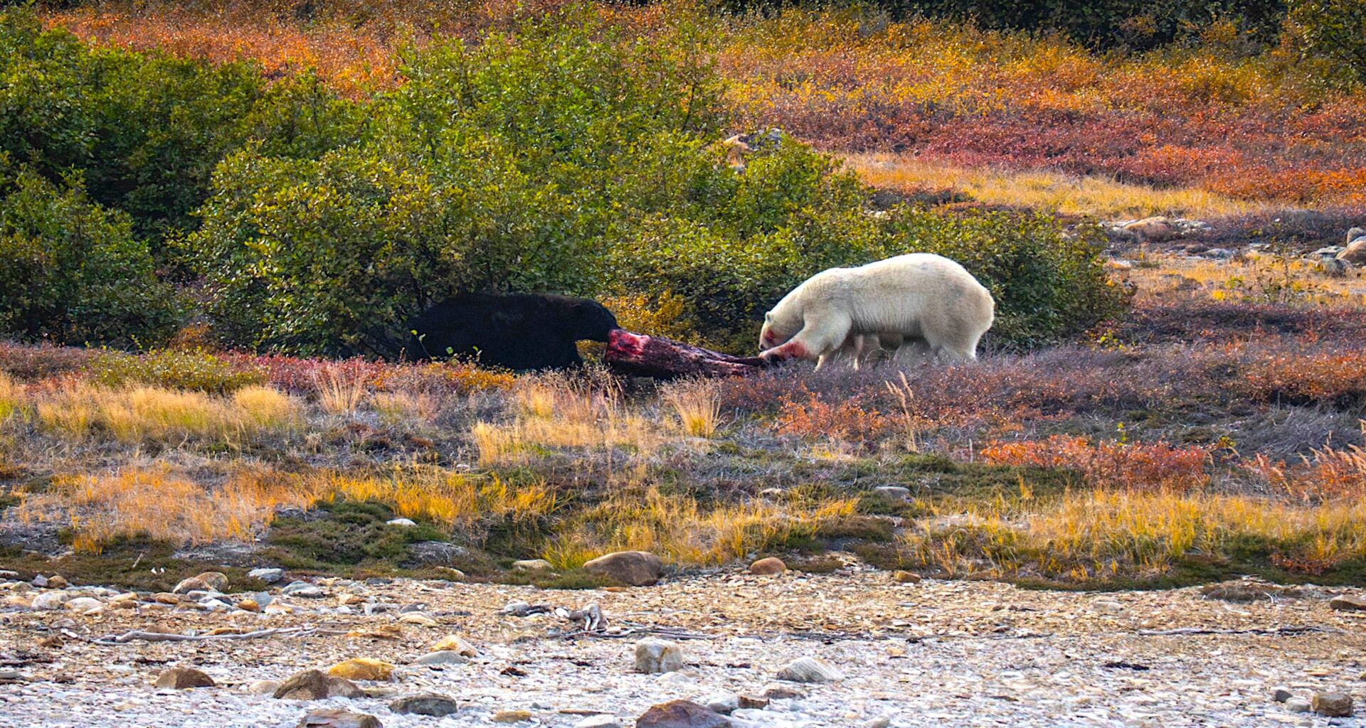 Polar Bear Fights Black Bear Over Carcass in Epic Battle