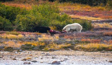 Polar Bear Fights Black Bear Over Carcass in Epic Battle