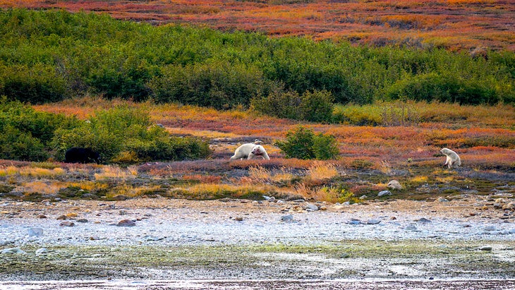 At nearly 1,800 pounds, a polar bear is three times the size of a large adult black bear 