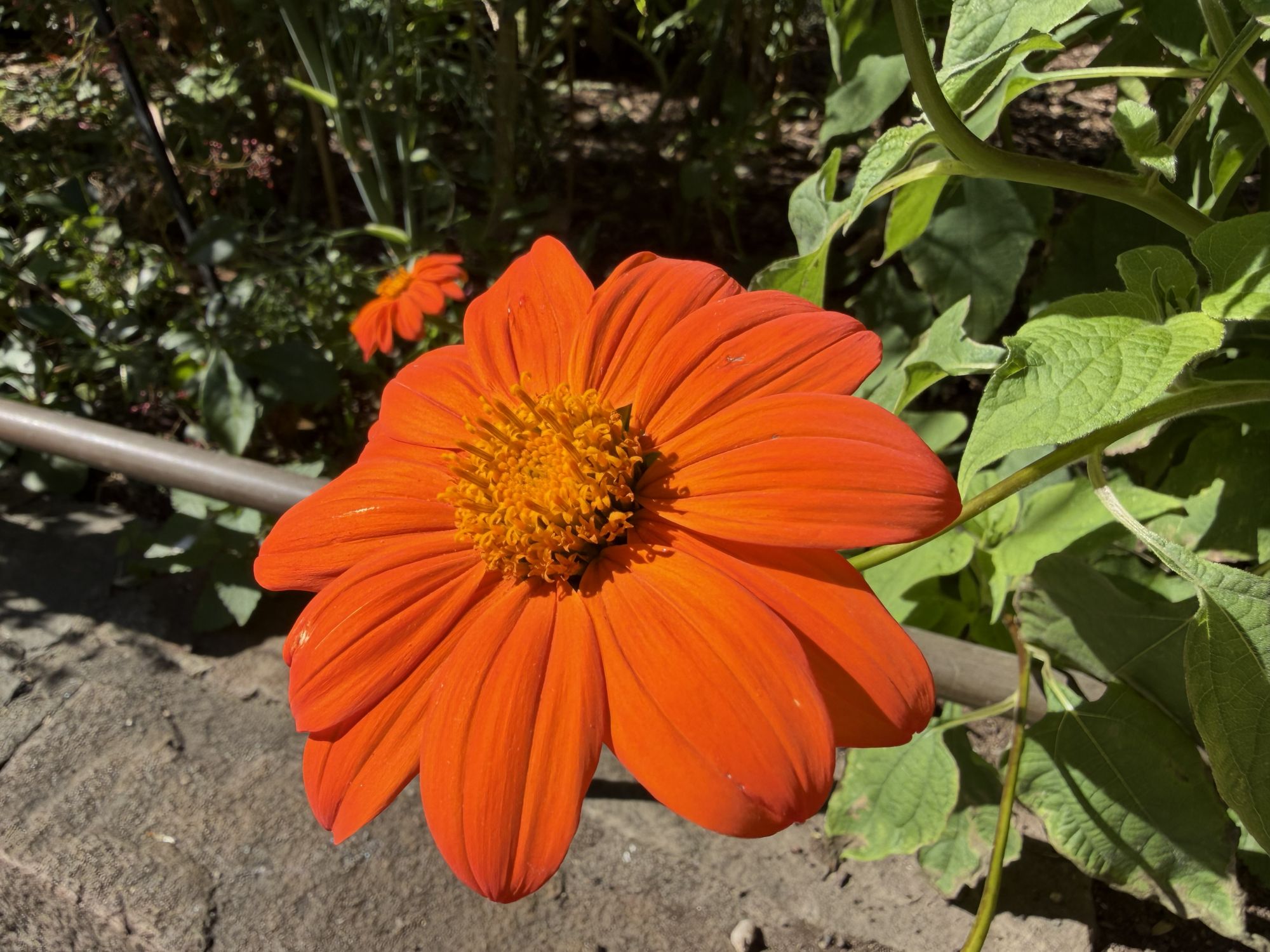 Apple iPhone 17 Pro Max macro sample.