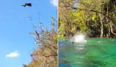 Footage Shows it Raining Monkeys in Florida Park Filled of Cannonballing Macaques