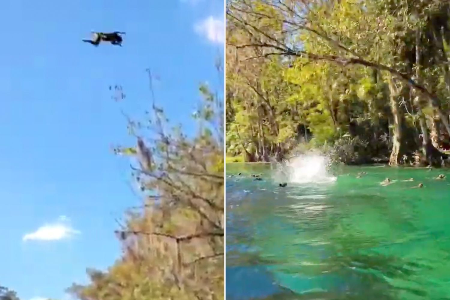 Footage Shows it Raining Monkeys in Florida Park Filled of Cannonballing Macaques