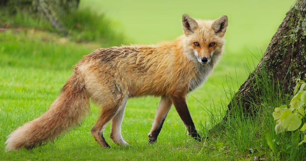 A red fox photographed in a park setting.