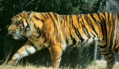 Sumatran tiger Rimba arrives in Jerusalem for breeding progra