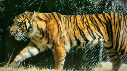 Sumatran tiger Rimba arrives in Jerusalem for breeding progra
