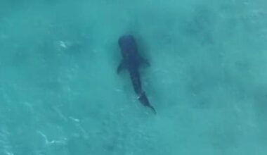 Rare whale shark that drew crowds in Israel caught and killed in Gaza