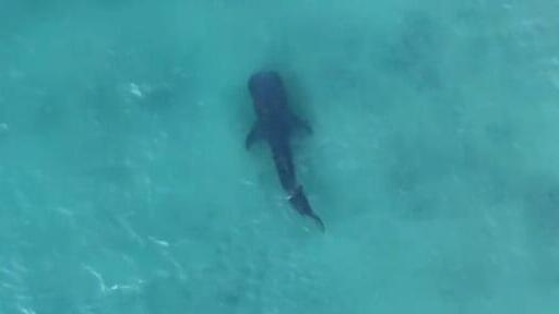 Rare whale shark that drew crowds in Israel caught and killed in Gaza