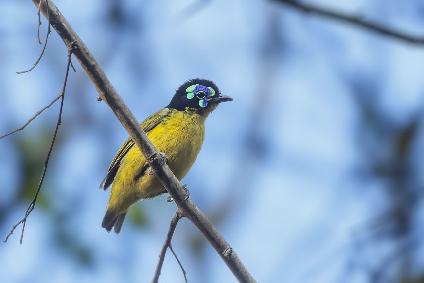 Schlegel's asity, a forest bird endemic to Madagascar, is listed as vulnerable in the latest update, up from near-threatened.