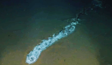 Scientists Discover Thriving Ecosystem Around A Giant Deep Sea Creature