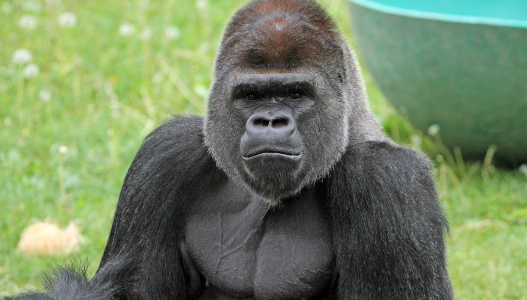 SF Zoo’s New Male Gorilla Cecil Makes His Public Debut This Weekend
