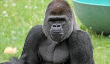 SF Zoo’s New Male Gorilla Cecil Makes His Public Debut This Weekend