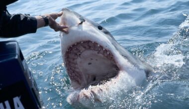 Australia must declare war on the great white shark