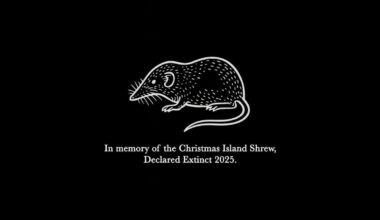 Christmas Island shrew