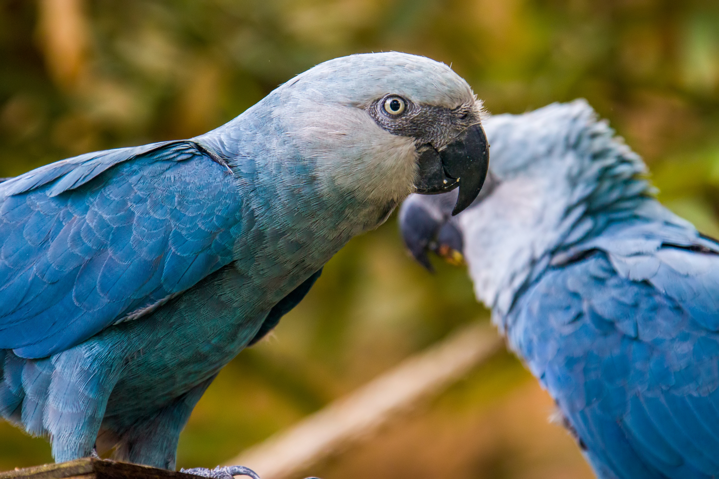 Two adult Spix’s macaws chilling out in captivity. Two adult Spix’s macaws chilling out in captivity.