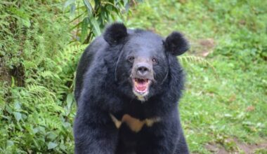 The Asian Black Bear.