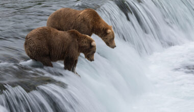 two bears waiting for salmon