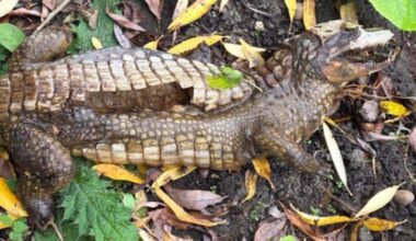 The crocodile was spotted by a member of the public. Pic: Derbyshire Rural Crime Team