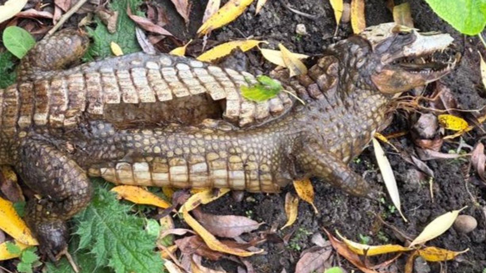 The crocodile was spotted by a member of the public. Pic: Derbyshire Rural Crime Team