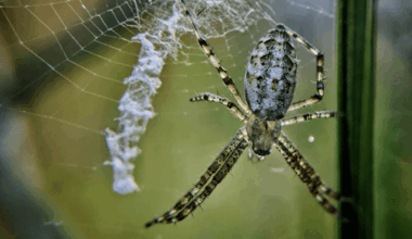 What Are Those Zigzags You See In Spiders’ Webs? Study Finds They Could Be A Kind Of Alarm System