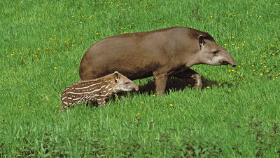 Lowland tapir and calf in a field of grass