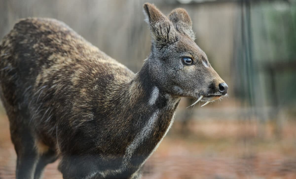 The Musk Deer, So Called Vampire Deer