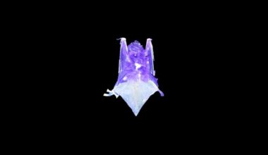 Certain species of bats can glow under UV light. Scientists don’t know why