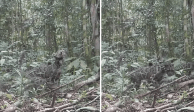 Trail Cameras Reveal Incredible Sighting Of Rare Species In Borneo