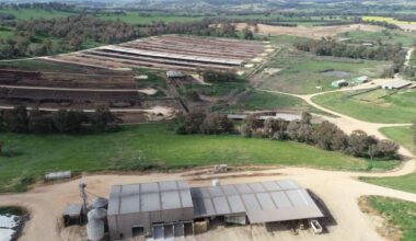 Feeder cattle market: Weight of numbers puts downward pressure on grids