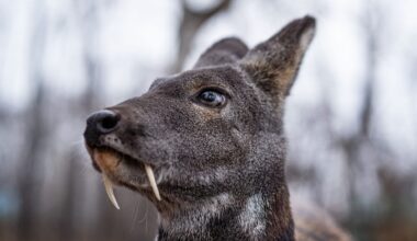 Vampire Deer