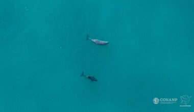 Watch: World’s Rarest Marine Mammal Spotted With Babies Offering Glimmer Of Hope