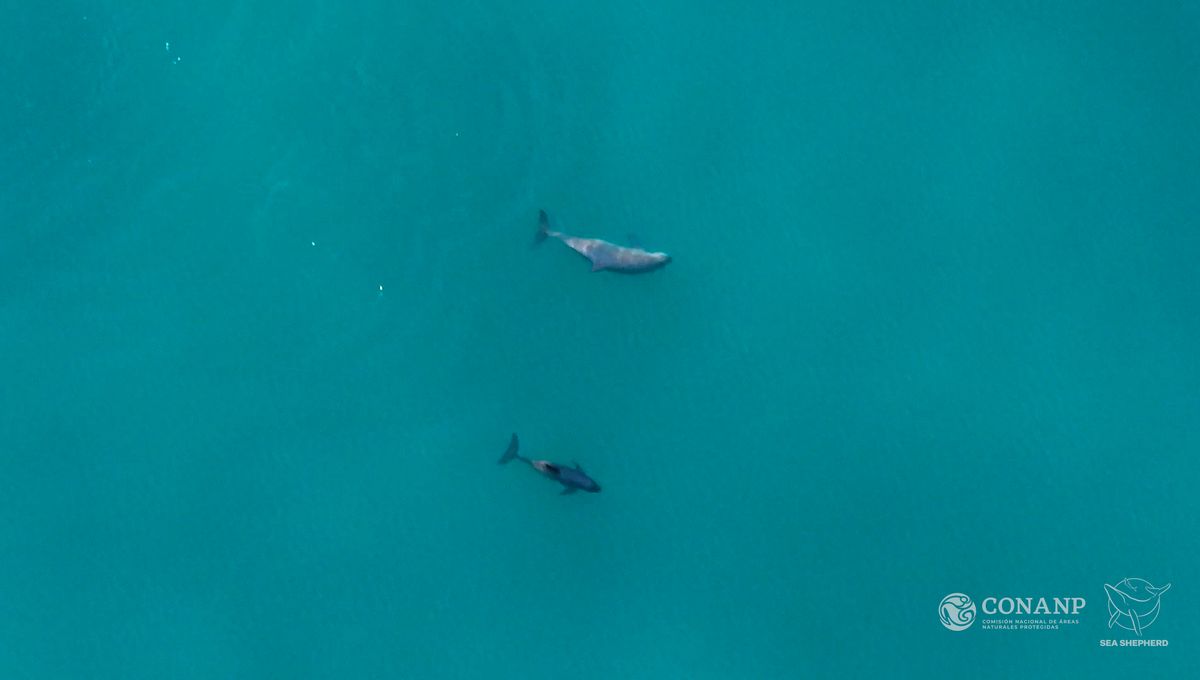 Watch: World’s Rarest Marine Mammal Spotted With Babies Offering Glimmer Of Hope
