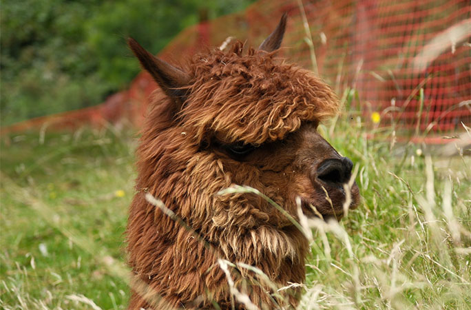 Wainui out in the field