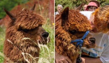 split image of Wainui on his own and with owner Vicki