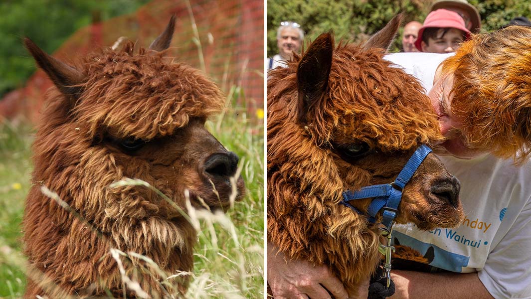 split image of Wainui on his own and with owner Vicki