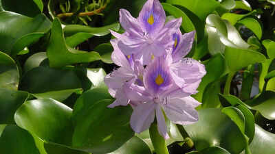 Water hyacinth: Bengal’s infamous ‘terror’ that chokes waterways yet hides powerful nutritional secrets from BP to heart health