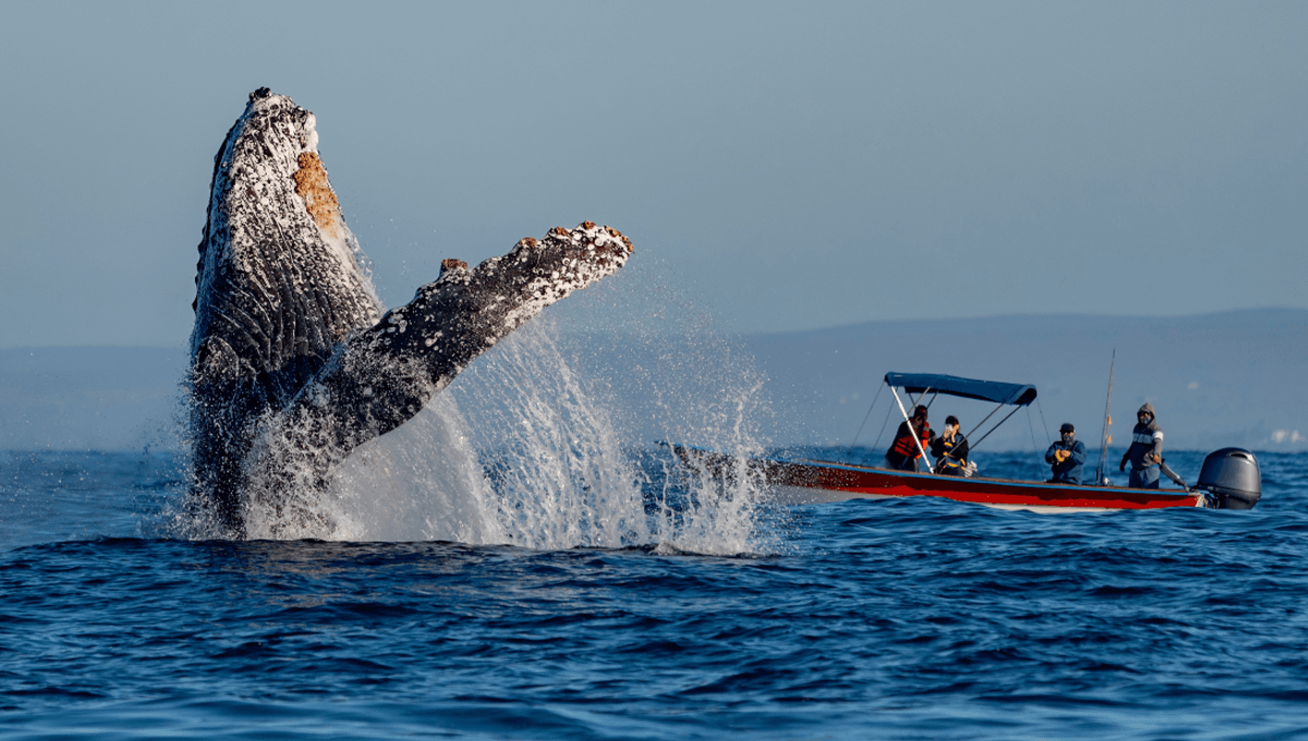 A Whale Protected A Scientist From A Huge Shark. A Year And 15 Days Later, They Were Reunited