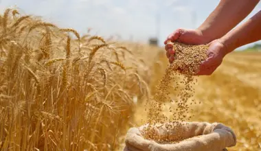 A hidden gene could triple wheat yields