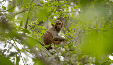 Why Are There Monkeys In Florida? It Goes Back To The 1930s And One Cruise Operator's Cunning Plan